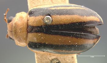 Media type: image;   Entomology 17533 Aspect: habitus dorsal view